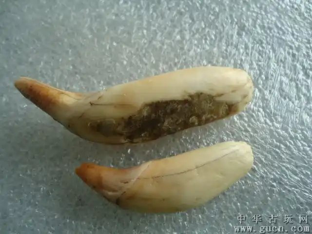 两颗老熊牙