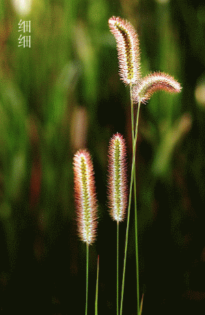 300_460竖版 竖屏gif 动态图 动图