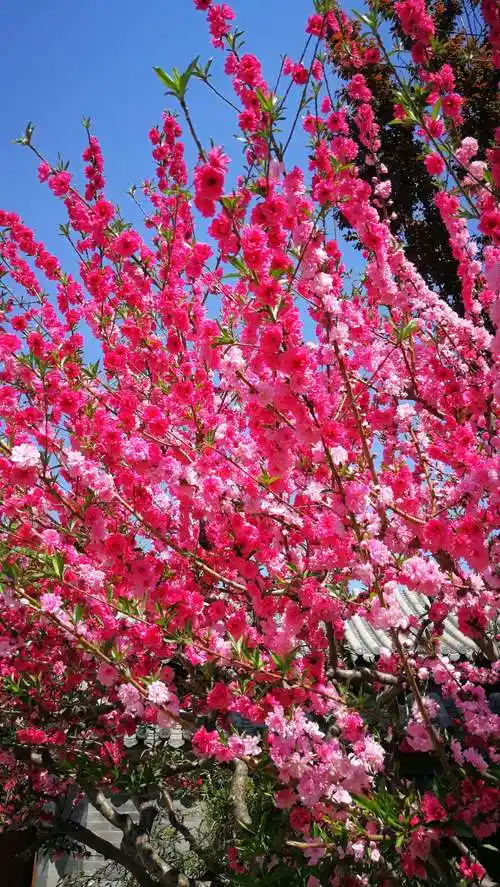 《景山公园鲜花盛开》2020年4月10日 - 美篇