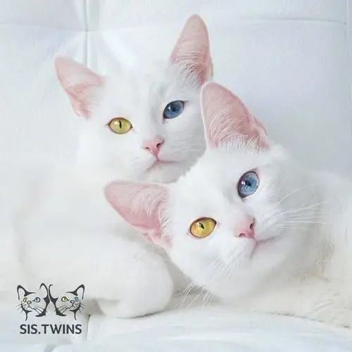 俄罗斯的一对异色瞳猫咪,被萌翻了!漂亮