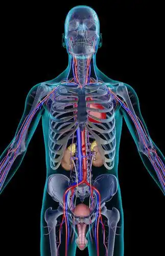 内脏,动脉,静脉,骨盆,血管,膀胱,阴茎,无人,站,竖图,插画,室内,白天,