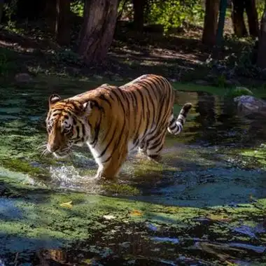 微信头像老虎霸气图片 男生专用霸气老虎头像