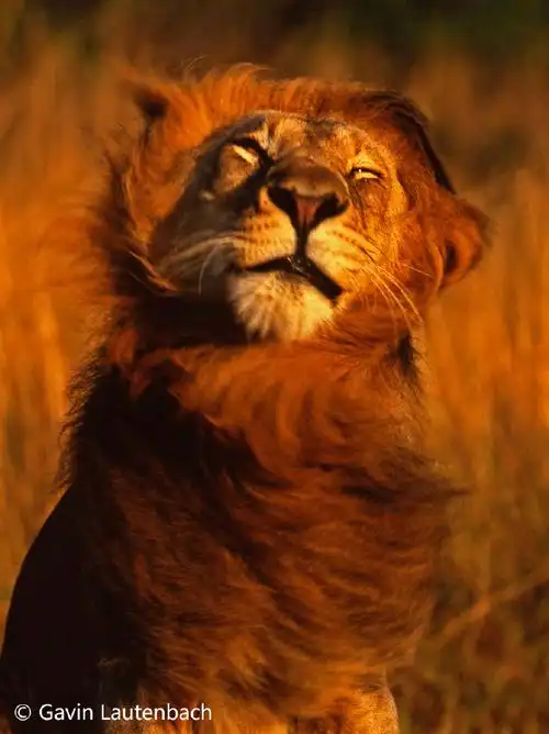 熊猫君分享一组威风帅气的雄狮!