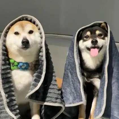 小动物情侣头像呆萌一对 高清可爱的情侣头像萌宠一人一半图片_情侣头