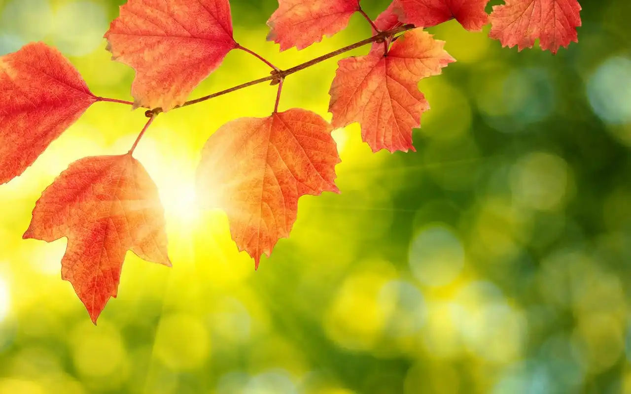 唯美好看的枫叶高清桌面壁纸