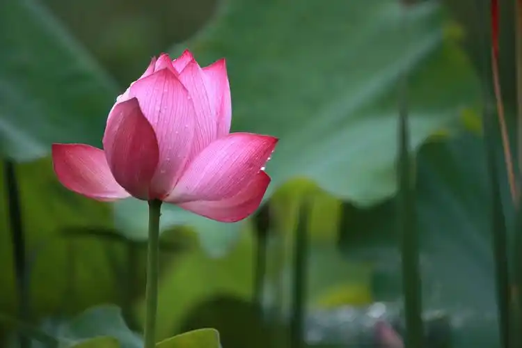 我是凡尘最美的莲花 摄影王祥 彼岸