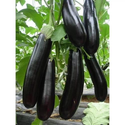 长茄种子绿萼绿把茄子种籽嫁接苗子荷兰进口高产阳台耐寒耐热长茄