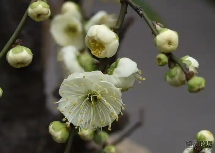 素雅芳香的金钱绿萼梅