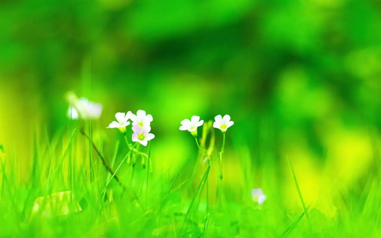 首页 桌面壁纸 植物壁纸 绿色护眼植物图片电脑壁纸