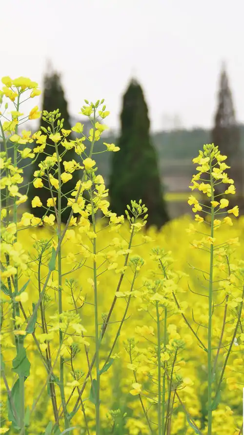油菜花,风景,春天,,手机壁纸,锁屏壁纸油菜花开 手机锁屏壁纸