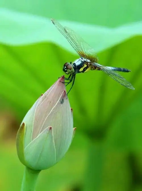 小荷才露尖尖角,早有蜻蜓立上头——石头915