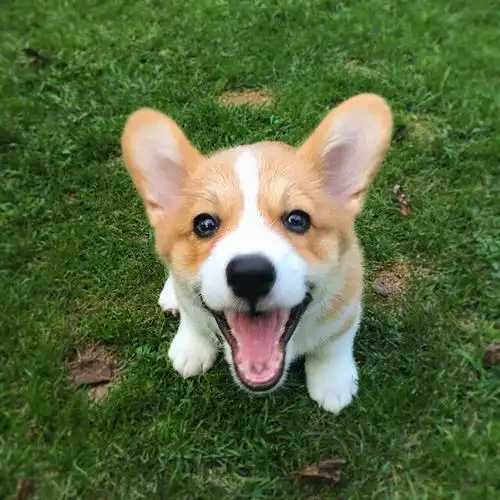 柯基狗狗图片(柯基犬) - 赤虎壹号