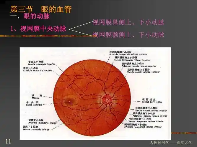 20029人体解剖学(感觉器-25张)ppt