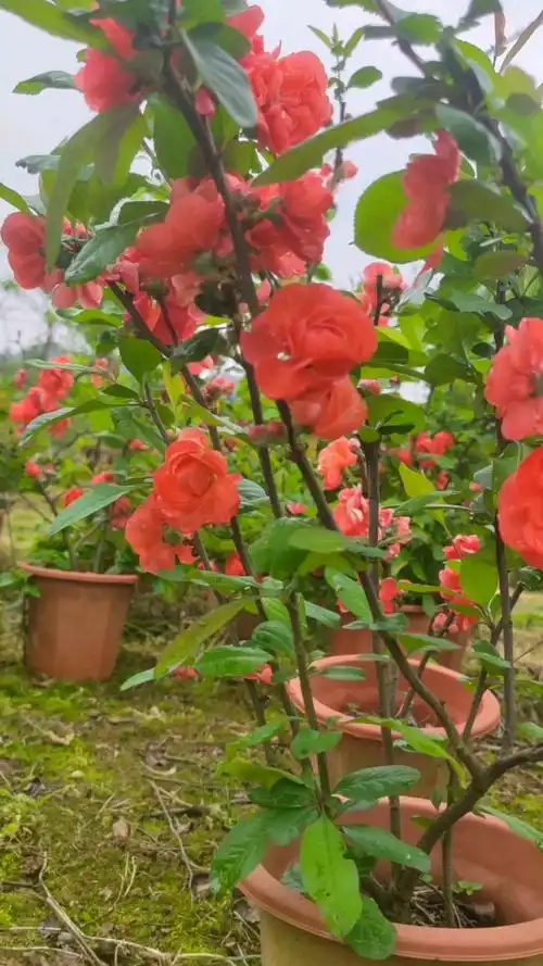 海棠花的爆花期也是醉了