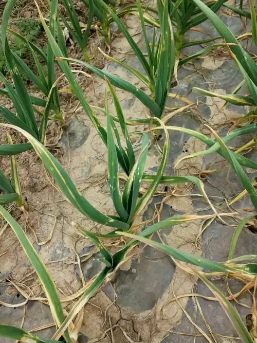 各位专家看看这是大蒜什么病?怎么配药治疗?