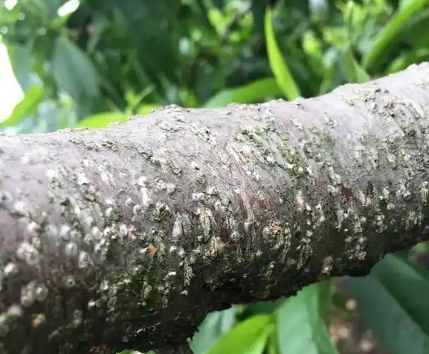冬季是防治桃树蚧壳虫的关键时期,蚧壳虫防治,分享一些个人经验