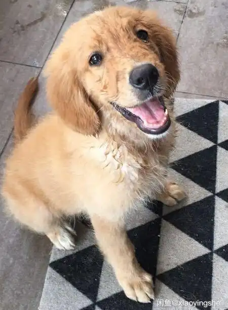 这金毛是串串还是纯的?