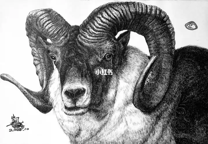 钢笔画盘羊