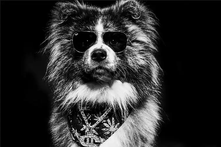 社会摄影师的社会狗