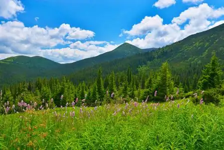 山高地远高山草甸在夏天高地照片