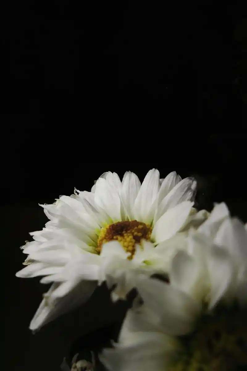 《凯蒂白小雏菊》白色雏菊的花语是永远开心,就像它那纯白的花色 - 抖