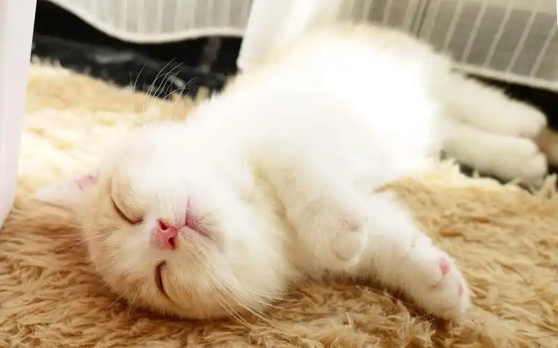 "谁能拒绝这么治愈的小动物呢"