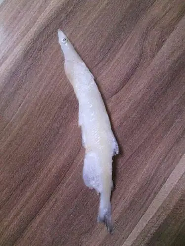 请问谁知道这个是什么鱼?