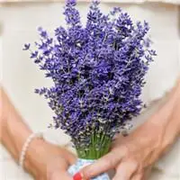 薰衣草女孩头像唯美手拿薰衣草女孩头像图片