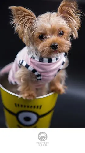 【吐舌菌小momo】呆萌小可爱