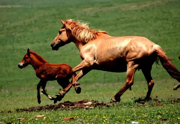 草原 骏马