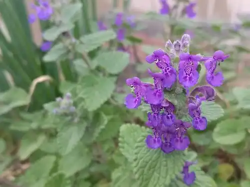 薄荷的花居然有点像兰花