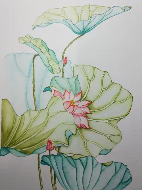 荷花,水彩练习|纯艺术|绘画|justloulou - 原创作品 - 站酷 (zcool)