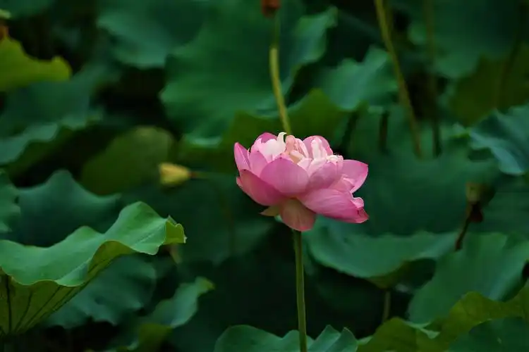 月明徒倚阑干处,细得真香忆去年.摄影:中国文旅摄影协会吴家桦.