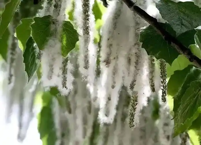 热点杨柳絮爆发顺义为何不一砍了之