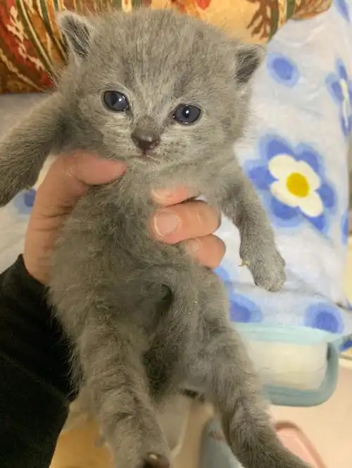 东京出纯种英短品相超好随时可以来看