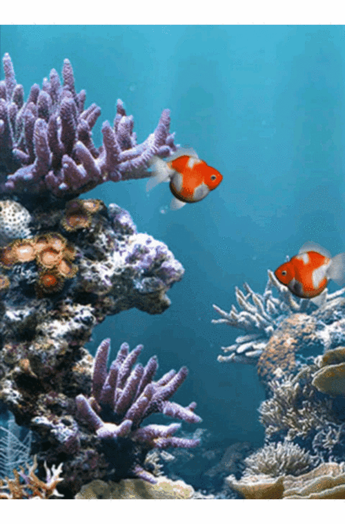 600_911竖版 竖屏gif 动态图 动图