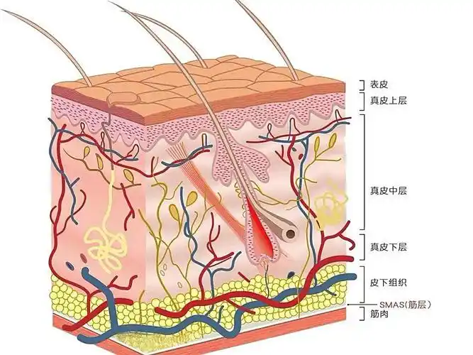 面部提升支架的解剖依据——smas筋膜层