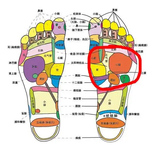 我的左脚前脚掌特别疼,这是什么原因