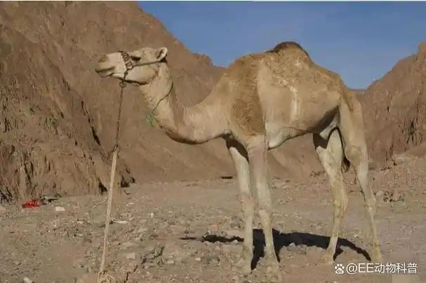 野骆驼"入侵"澳大利亚,体重高达1000斤,连野狼都不是对手