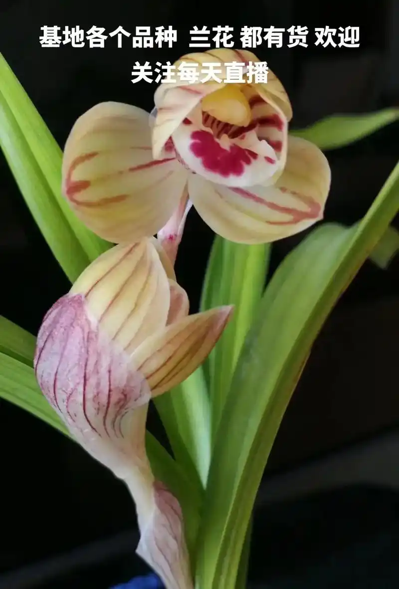 基地各个品种  兰花 都有货 欢迎关注每.基地各个品种  兰 - 抖音