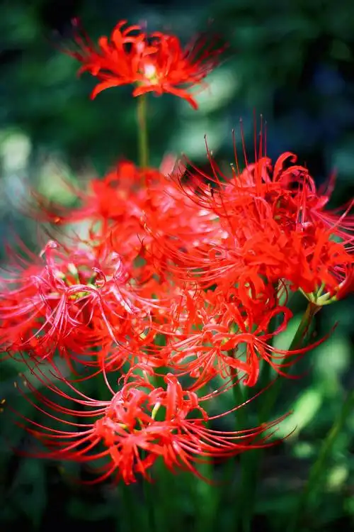 彼岸花开一千年落一千年