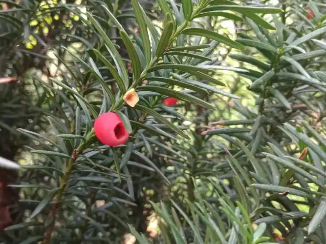 海北州红豆杉扦插苗育苗技术-找四川伊兰特农业科技发展有限公司