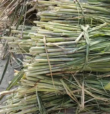 甘蔗尾稍青储饲料打方包包上车10年老店