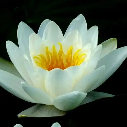 由美头网整理发布,单张头像频道提供更多与一朵,白莲,莲花相关的头像