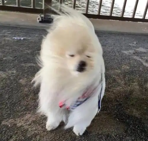 北京四月的大风像是要把春天吹跑