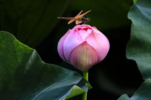 又是一年荷花开,荷花仙子姗姗来