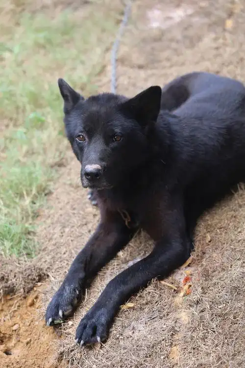 小黑—中华田园犬