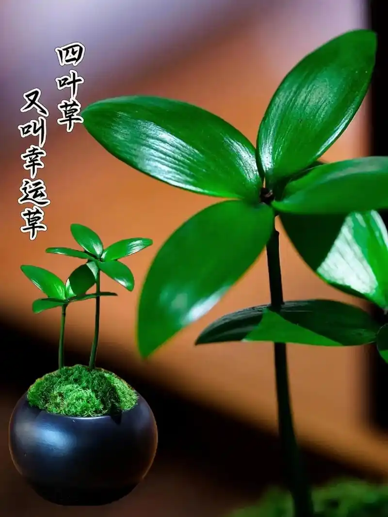 幸运四叶草,承载着无尽的美好寓意.一叶代表希望