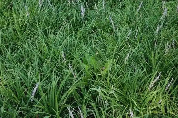 麦冬,沿阶草和山麦冬植物鉴别区分