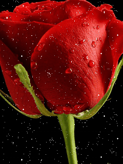 240_320竖版 竖屏gif 动态图 动图